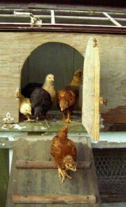 Raising Chickens Ruined My Social Life Image